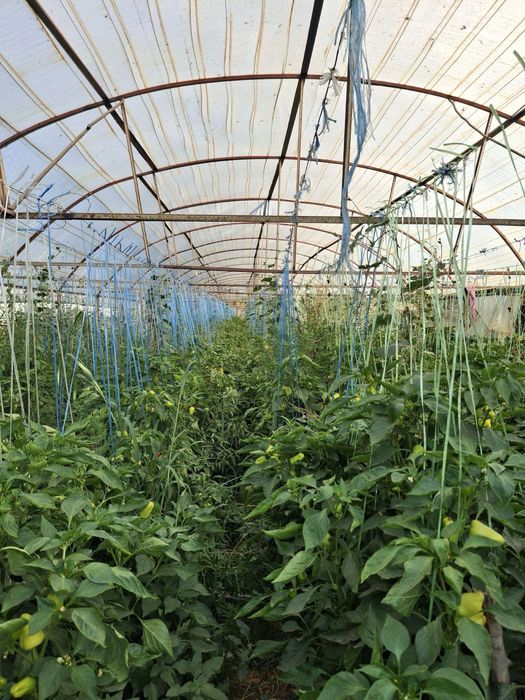 Теплица 14/40 метр