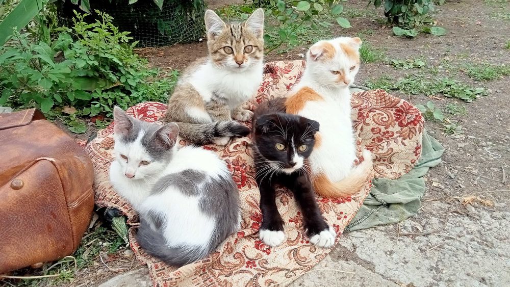 Отдадим котят в хорошие руки