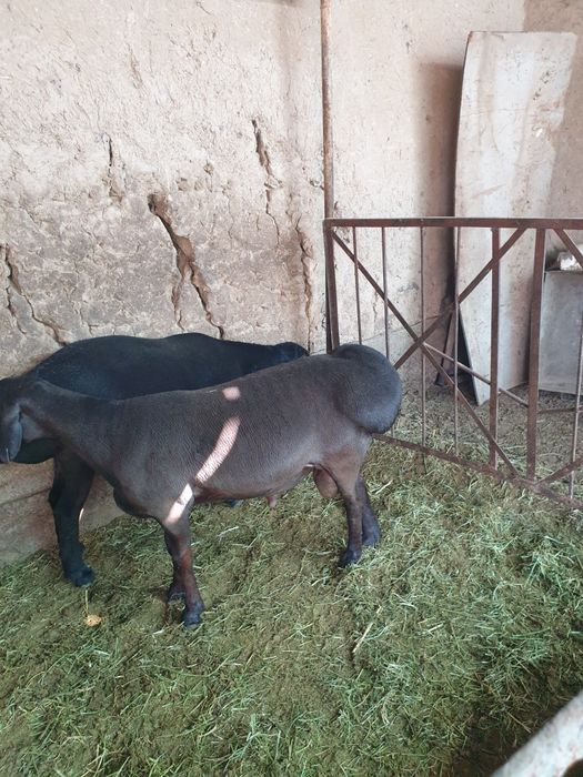 Qo'chqorlar sotiladi