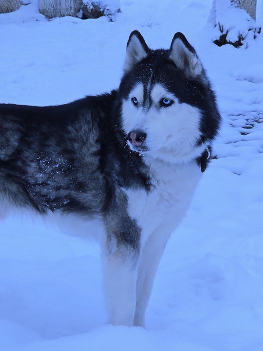 Вязка Сибирский Хаски