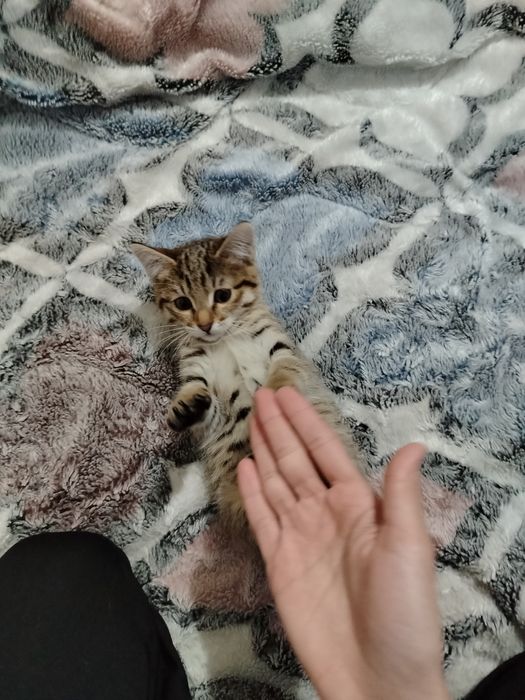 Котята очень милые