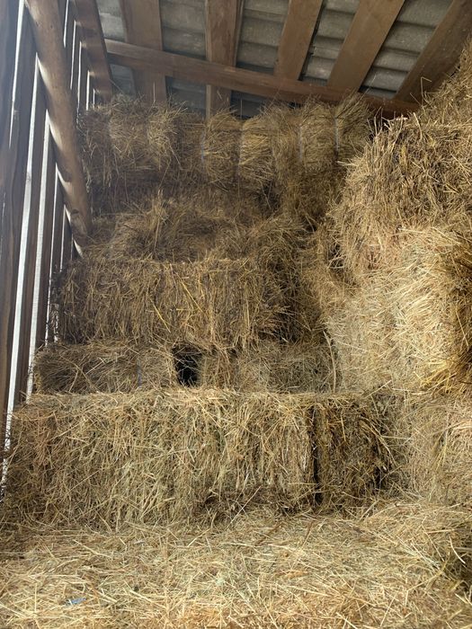 Baloti fan de padure