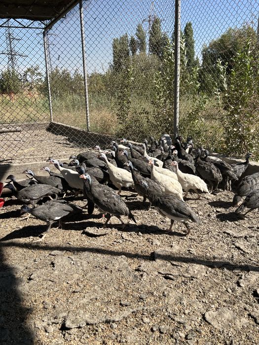 Цесарка 4 ойлигдан бошлаб