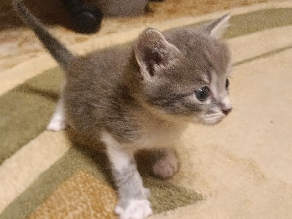 Котята в хорошие руки