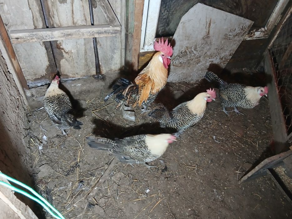 Яйцо Инкубационные