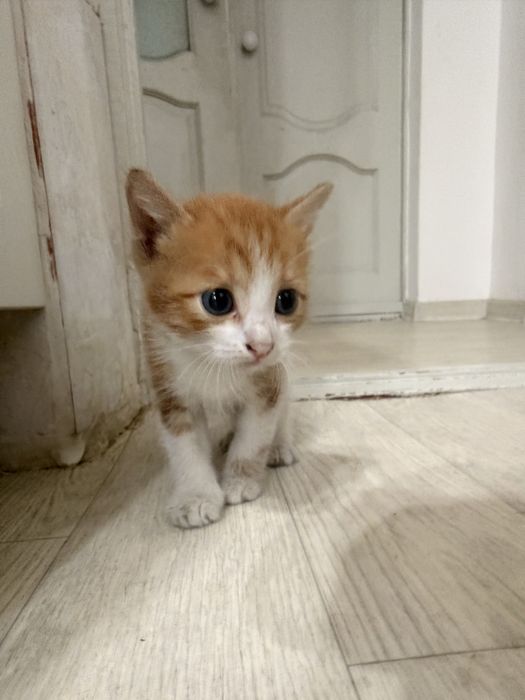 Отдам котят в добрые руки