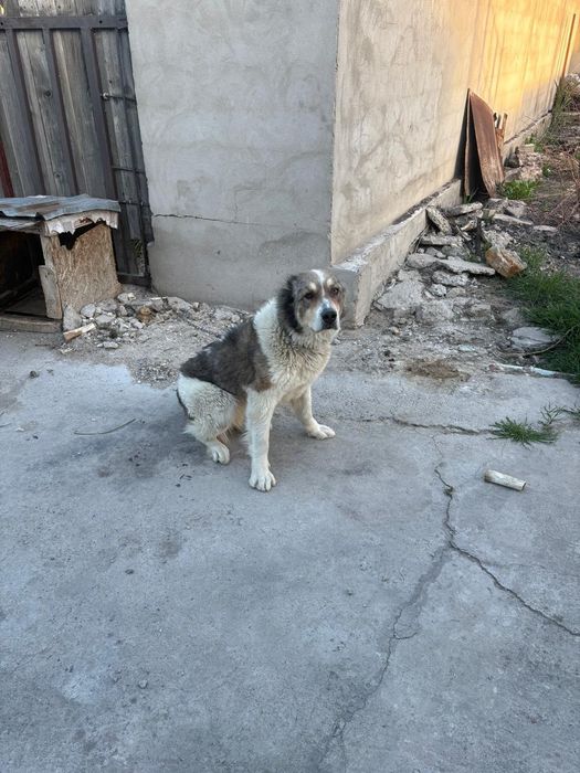 Собака бесплатно