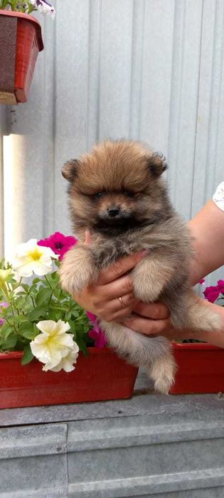 Продаются щенки шпица