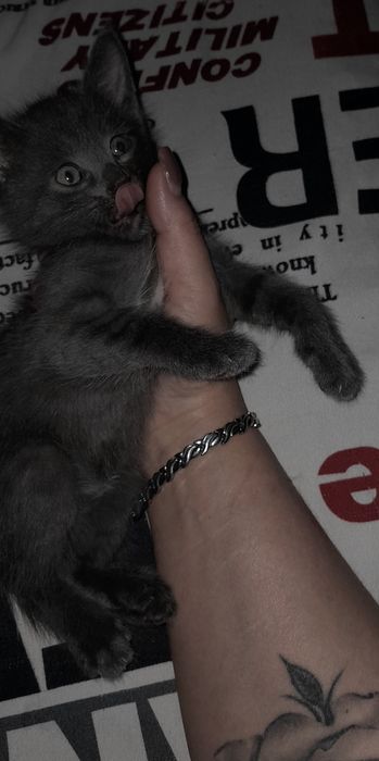 Котята бесплатно