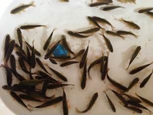 Живцы для рыбалки