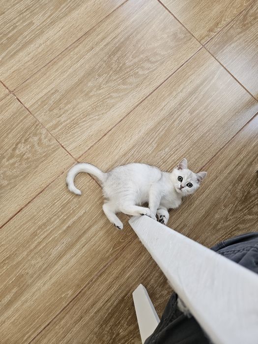 Продам британского котёнка