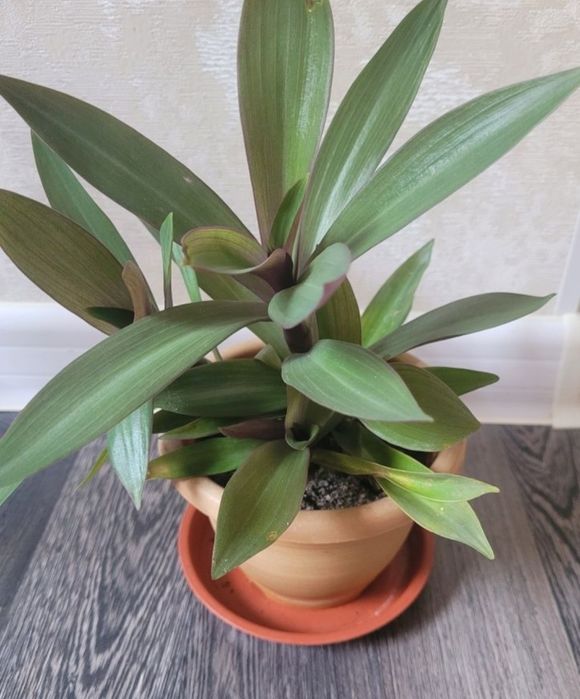 Продам комнатные цветы