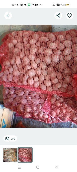 Cartofi sămânță ânmulțirea a doua