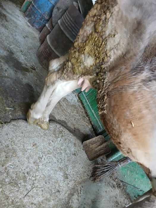 Продам корову молочную