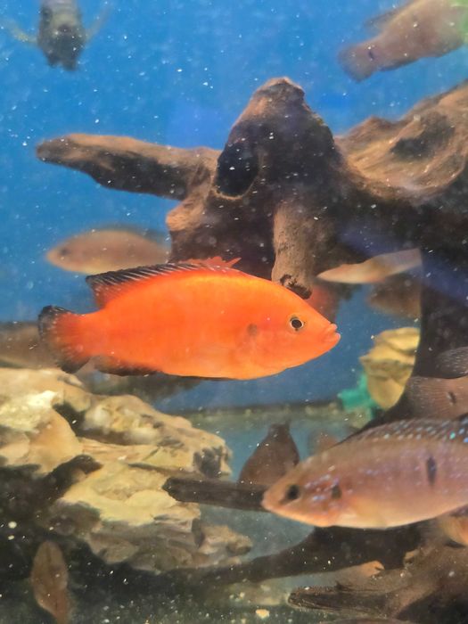 Jewel Turkana Cichlid