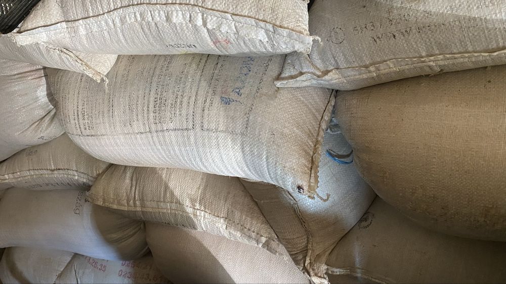 Orzoaică de primăvară