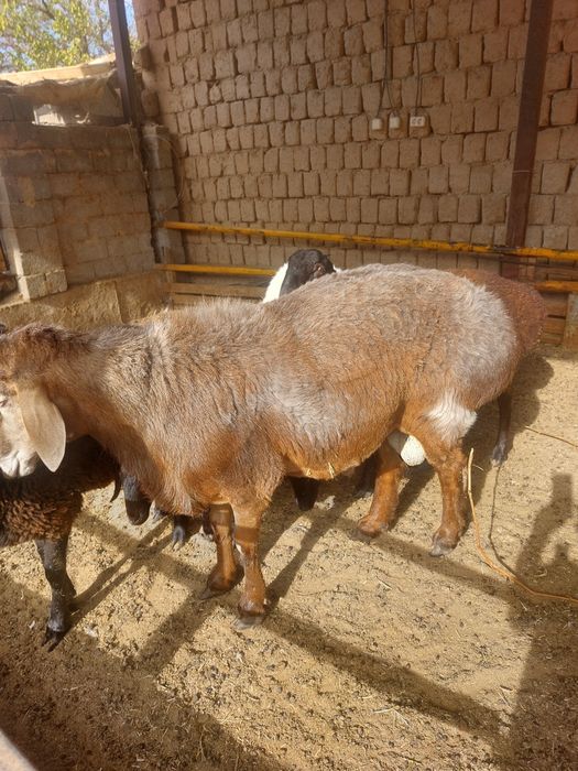 Қошқарлар сатылады