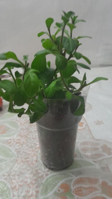 Продам маточники калибрахоа