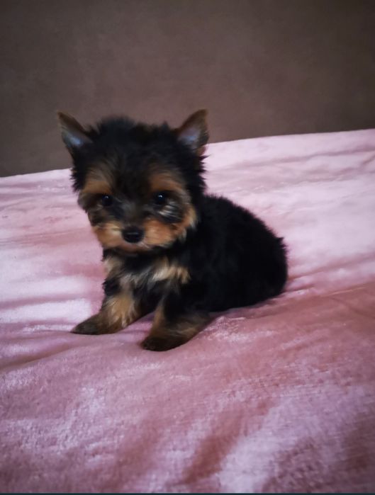 Продам щенков йоркширского терьера