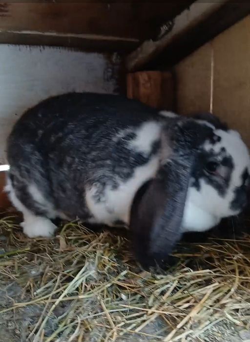 Vând femelă Berbec german gestantă