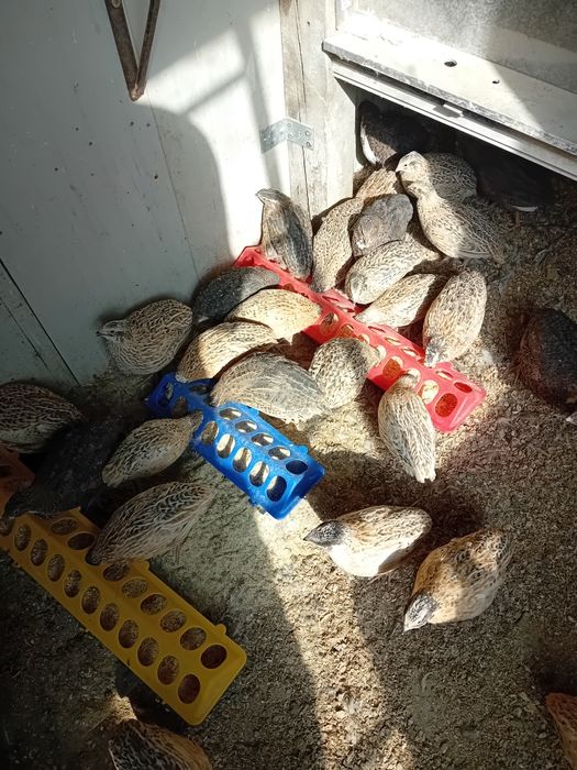 Prepelite Jumbo Gold de 5 saptamani