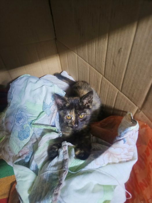 Отдам котенка бесплатно