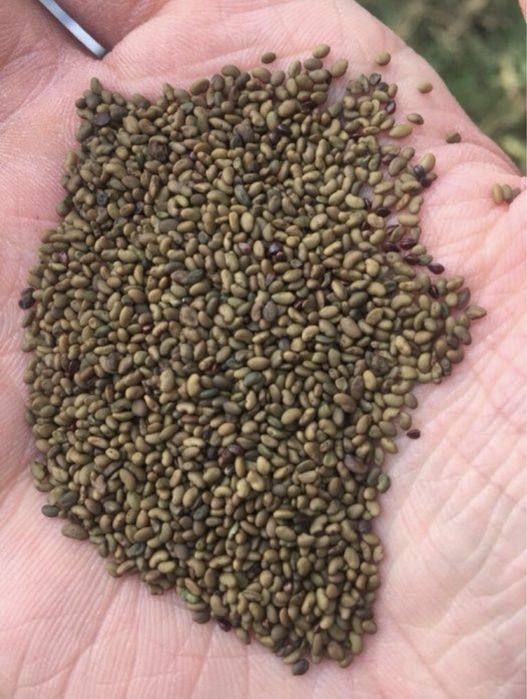 Жонышка урык, Семена люцерны