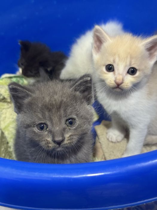 Отдам даром кошки