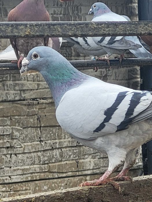 Porumbei voiajori si ornament!