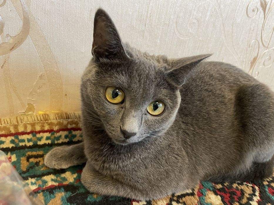 Отдадим даром кошечку