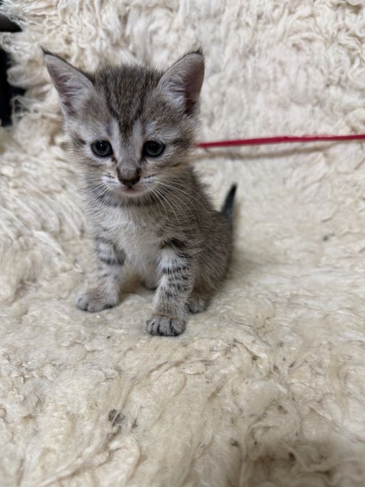 Продам породистых котят