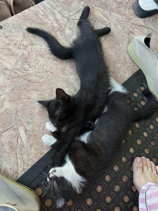 отдам котят в добрые руки