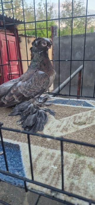 Голуби разных пород