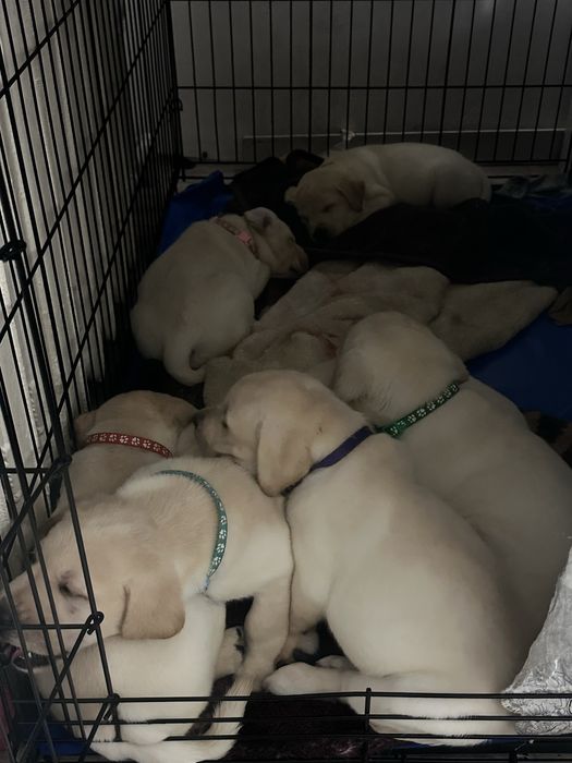 Лабрадор ретривер