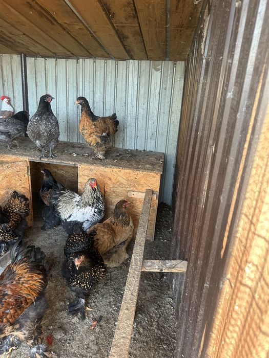 Vand cocosi Brahma silver si golden, cocosi si gaini Araucana