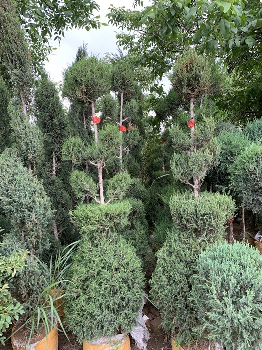 Bonsai speral va chupachups majjevelniklar
