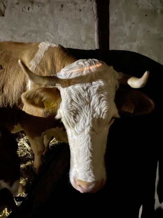 Vând vacă cu vițel