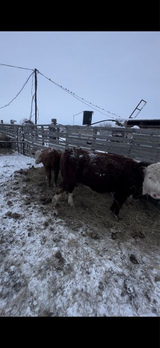 Продам бычков 10 шт