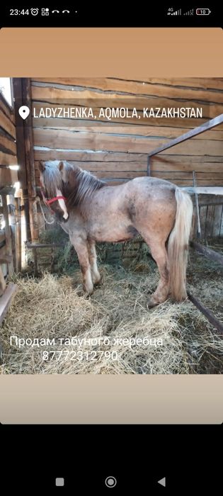 Жеребец Атбасар продажа