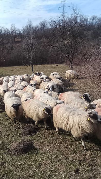 Vând oi 800 Târnova cs