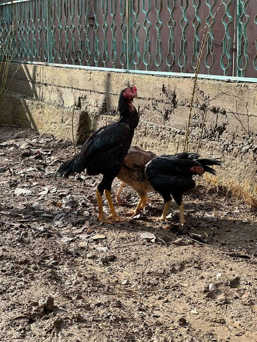 Дакандар сатылады