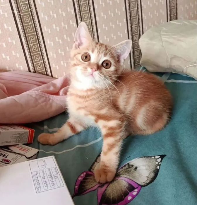 Котята скотиш страйт