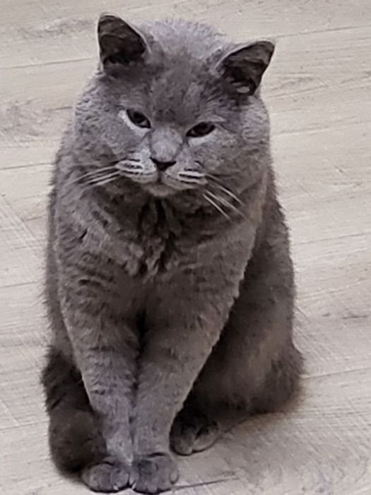 Продается кот, серый, британский