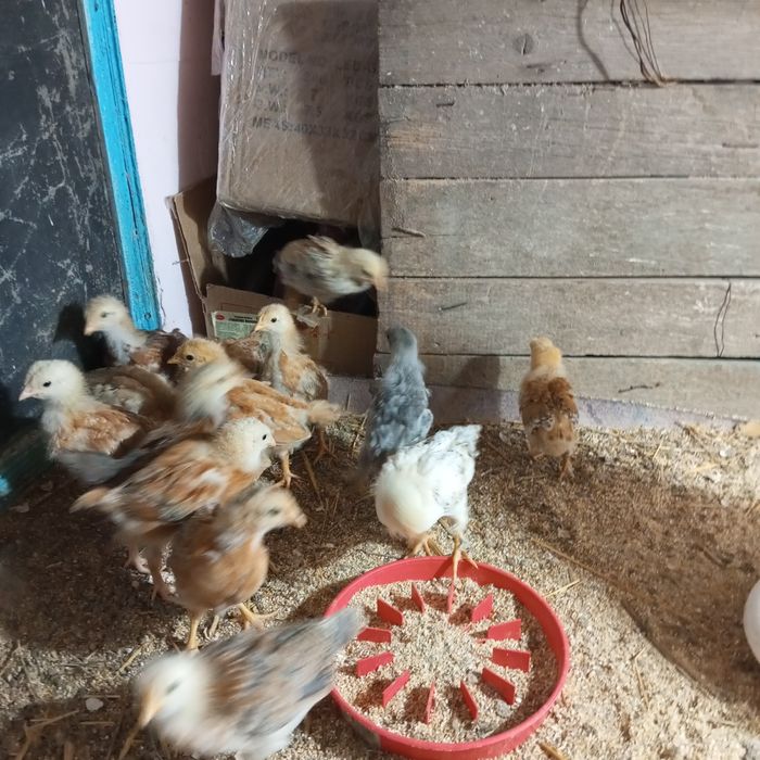 Продам цыплят.месячных.шустрые