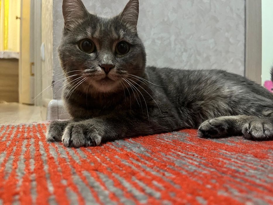 Отдам в хорошие руки кошечку.