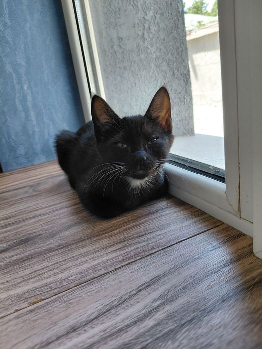мы дарим красивых котят