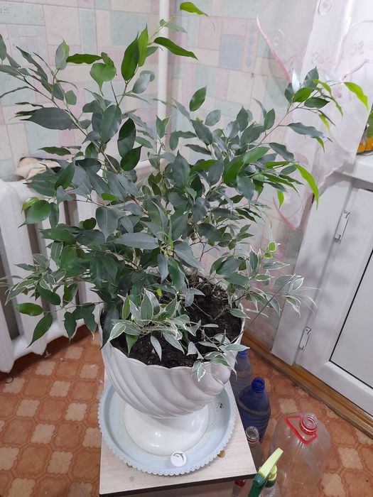 Фикус Бенджамина .
