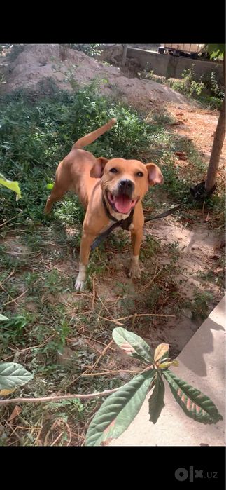 Pitbull kuchuk it sotiladi srochna