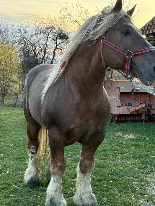 Armăsar greu pentru monta