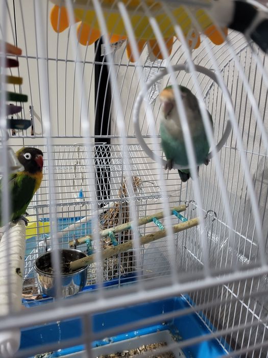 Vând pereche papagal agaponis